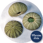 8682 - Sea Urchin - Green